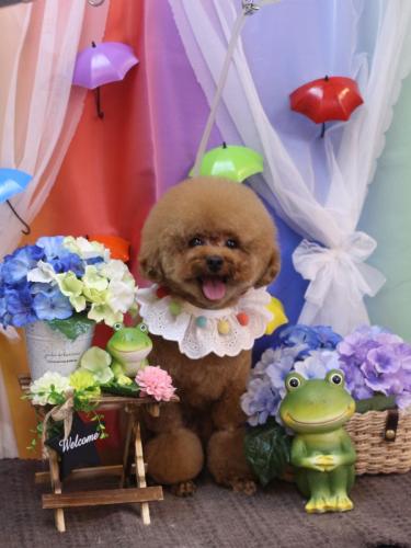 20230616ピノくん